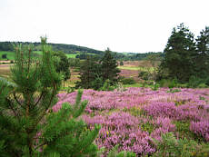 Plateau de Millevache Plateau de Millevache
