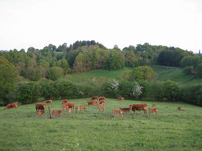 Vaches Limousines